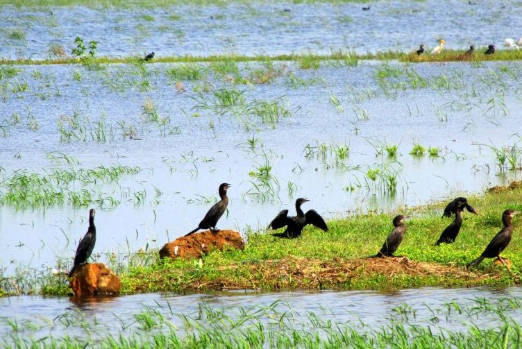 Udhwa Lake Wildlife Sanctuary
